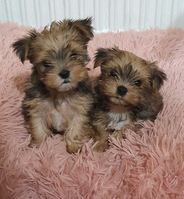 Yorkshire Terrier mały piesek
