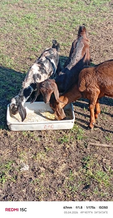 Продам козлят 75%та 100% Англо нуб э козочки та козлики