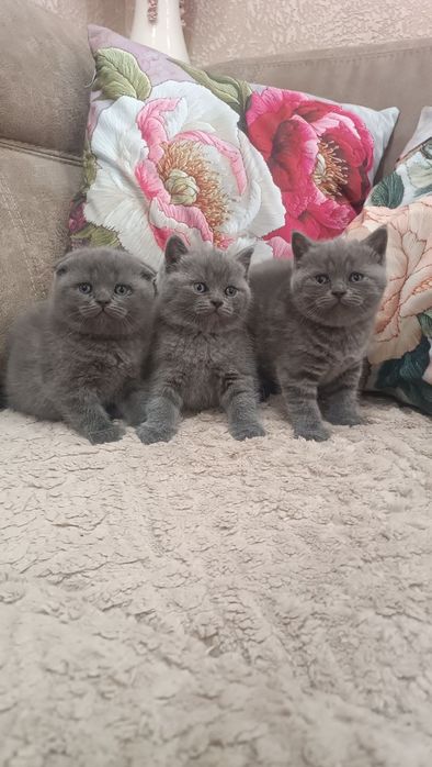 Продам Шотландский чистокровных котят