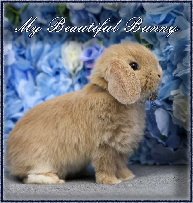Piekny Królik Mini Lop - CREAM