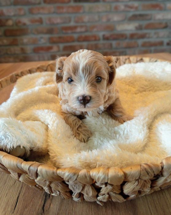maltipoo f1 cudny chłopczyk