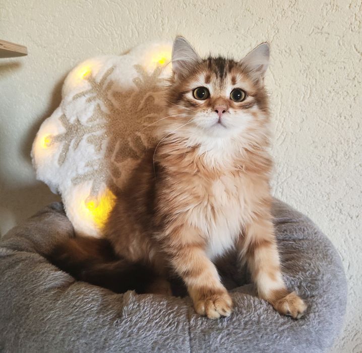 Syberyjska dziewczynka