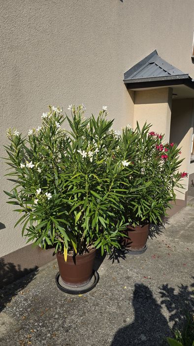 Sadzonki oleander 50cm