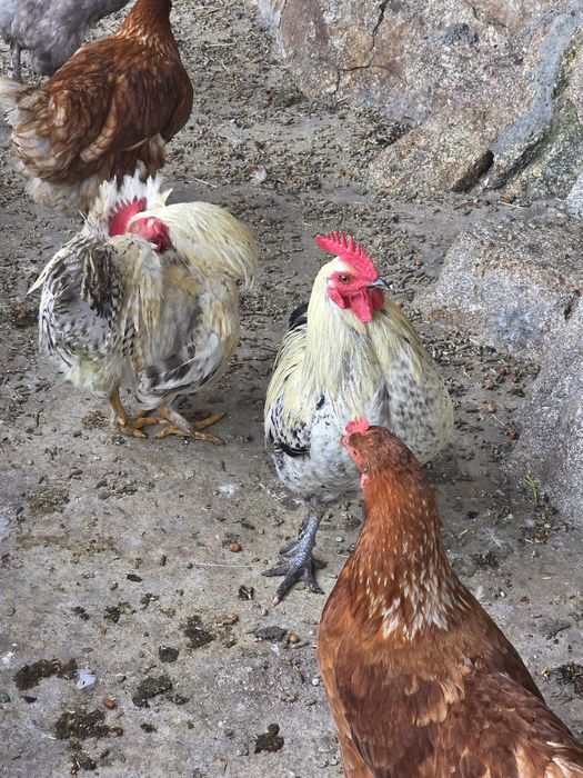 Vendo galos pequenos