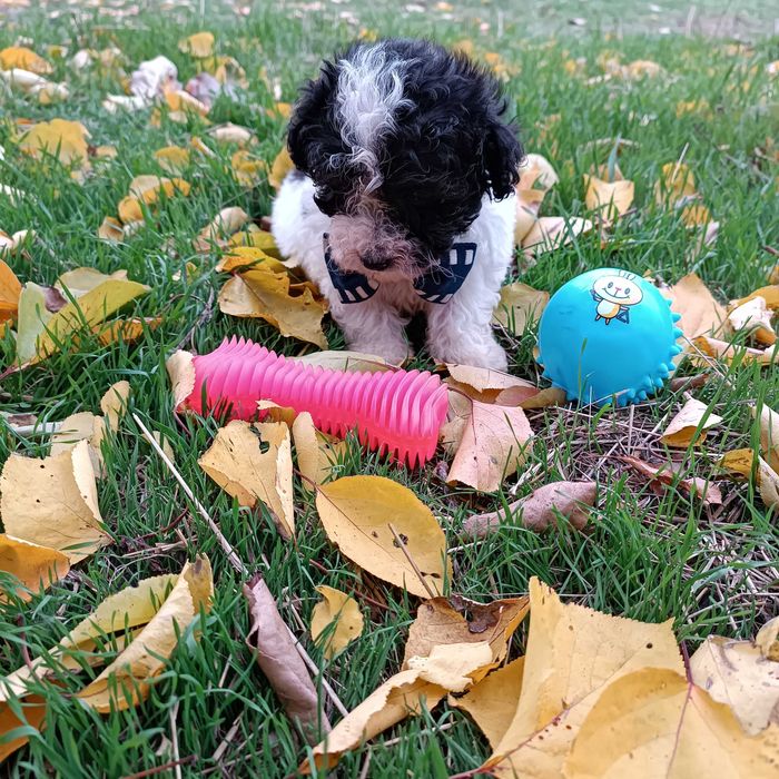 Щенок той пудель  в окрасе Арлекин