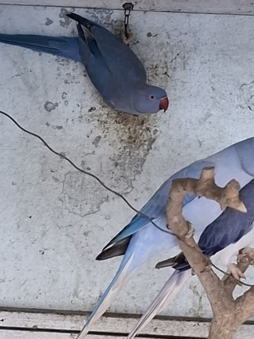 Ringnecks violeta//CC ,e violeta opalino/CC