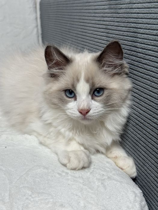 Kocur Ragdoll blue bicolour
