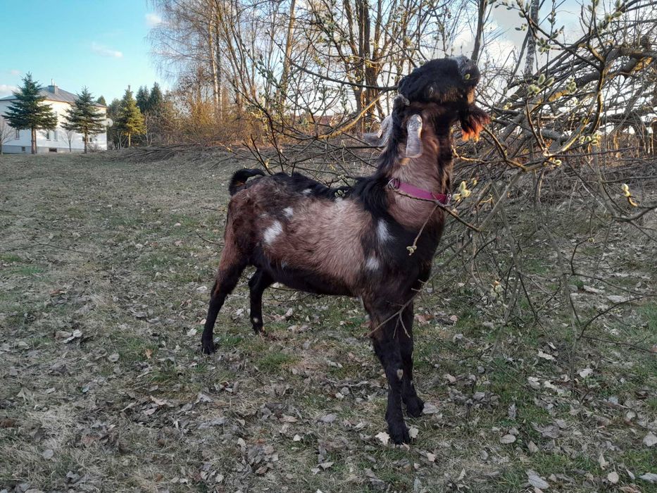 Cap anglonubijski z rodowodem