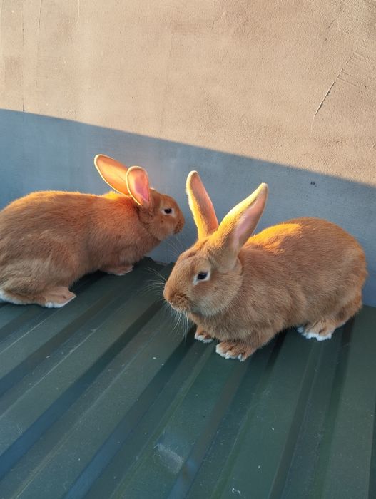 Продам кролів боргунців