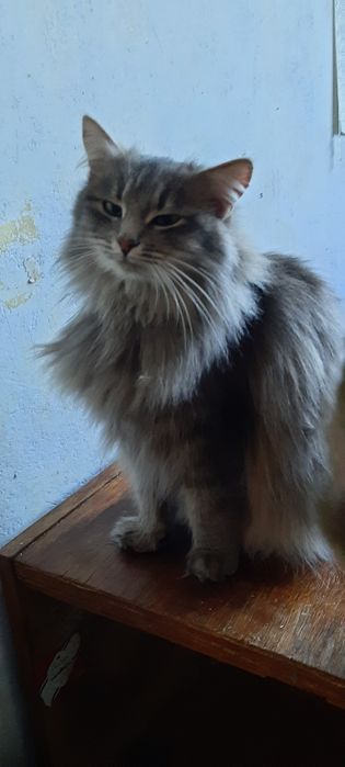 Стерилизованые котики и кошечки ищт семью