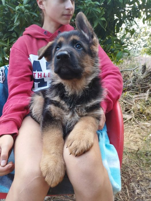 Pastor Alemão com lop