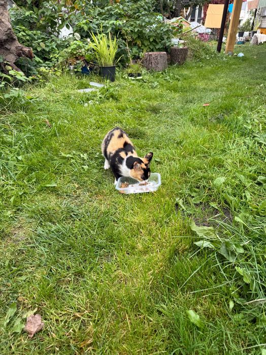 Oddam za darmo nierasowego dorosłego kota