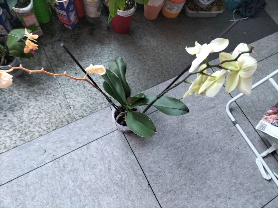 Орхидея фаленопсис