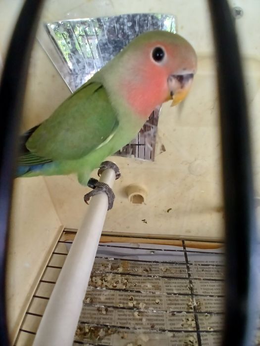 Agapornis domesticados