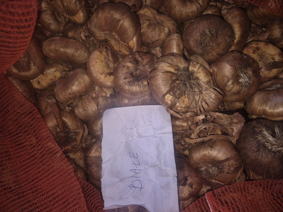 Cebulki mieczyków Mieczyki kwiaty