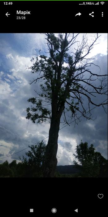 Продам ясінь свіжоспиляний товщинаив стовбурі 1 метр довжина 6 иетрівм
