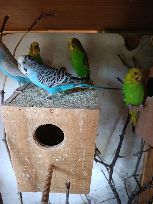 Vendo ou troco Piriquitos