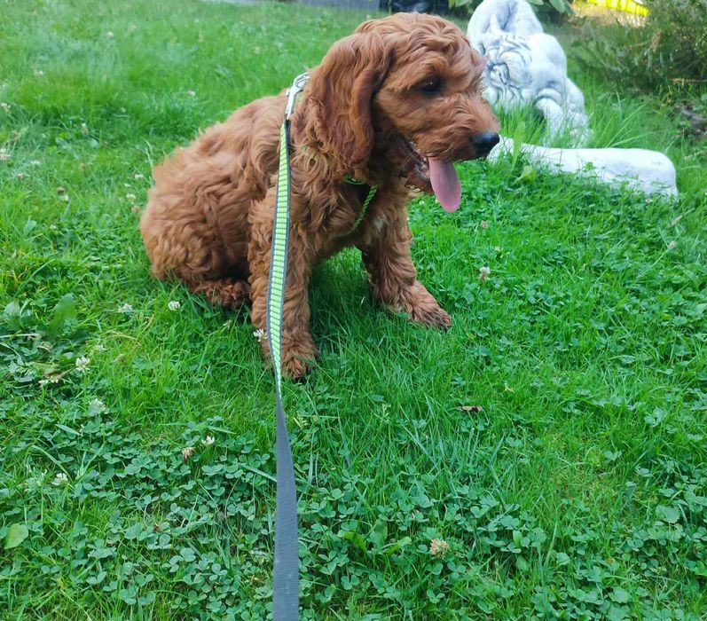 Cockapoo/Cavapoo > hybryda - piesek gotowy do odbioru.