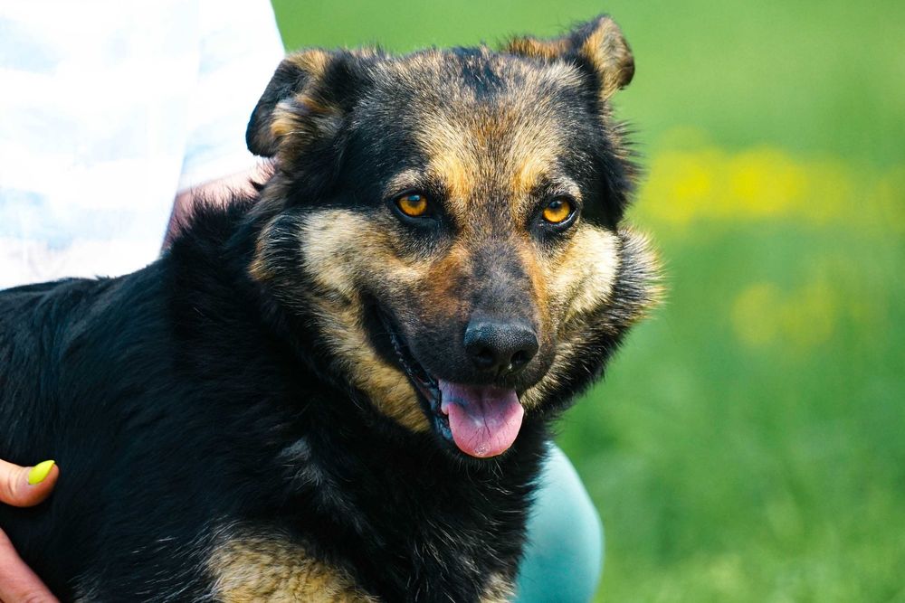 Limka - śliczna , młoda sunia