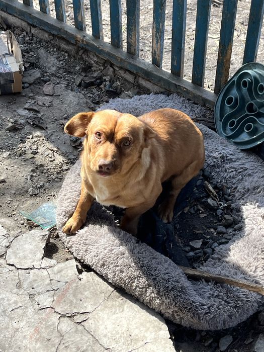 Віддамо собаку в добрі руки