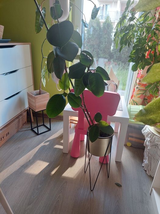 Fikus sprężysty elastica roślina kwiat duży 80 cm