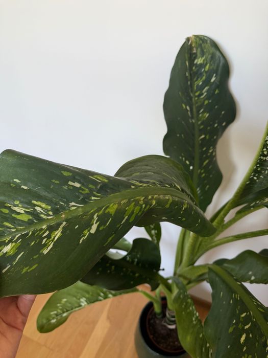 Duża roślina dieffenbachia crocodile