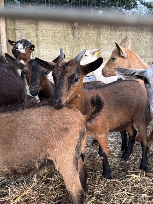 Cabras anãs varias cores
