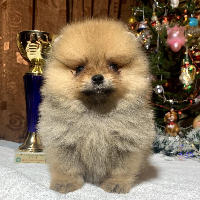 Шпицы малыши док КСУ/ FCI