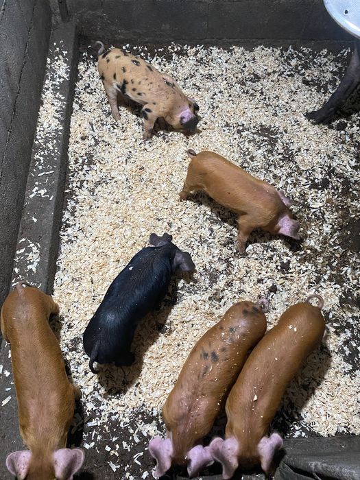 Duroc puros e cruzados