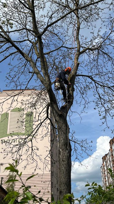 Зрізати дерево, кронування, санітарна обрізка дерева
