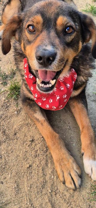 Piesek około 3 lata