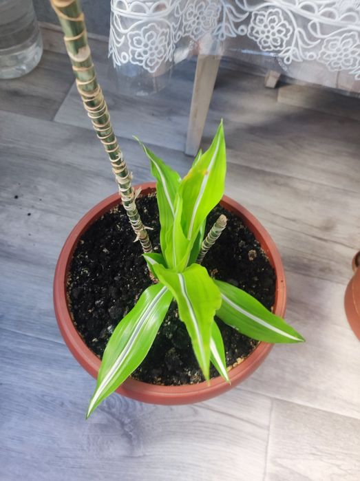 ДРАЦЕНА Лимон Лайм