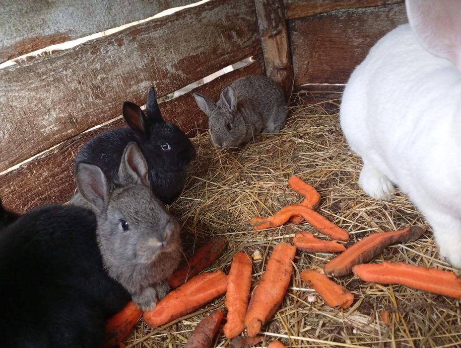 Продаються кролики різного віку