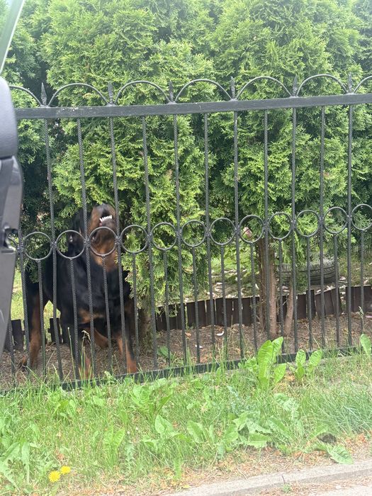 Rottweiler szuka domu