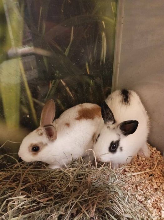 Królik karzełek REX Kraków (Swoszowice)