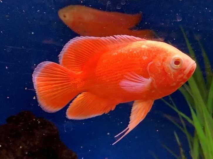 Pielęgnica pawiooka oscar Albino Red Tiger Nemo | Hodowla Łajski