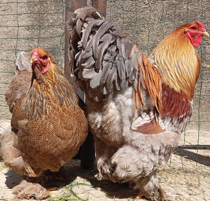 Aves Ornamentais Brahmas várias mutações