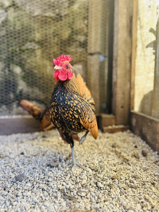 Casal sebrish dourados