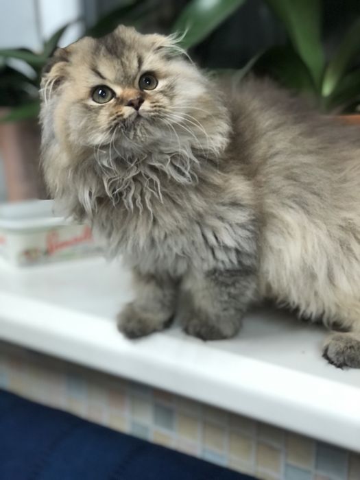 Золотий красунчик