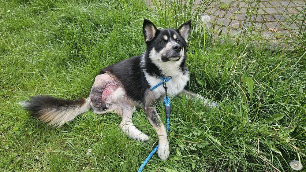 Особливий песик шукає дім!