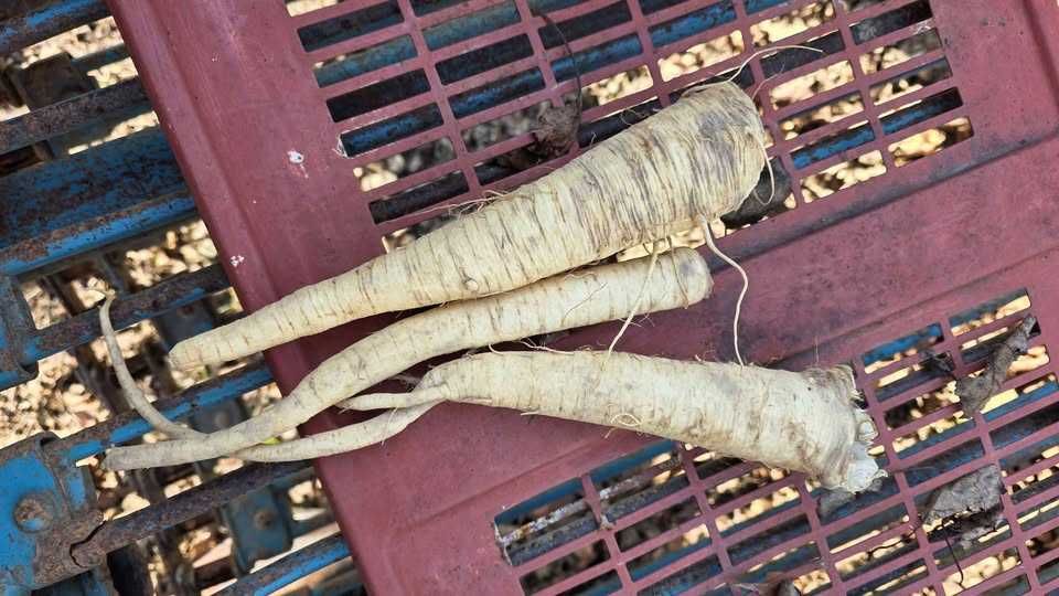 Pietruszka Korzeniowa