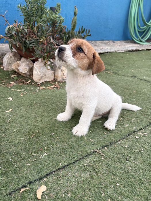 Jack Russell Terrier puppy c/Afixo e LOP
