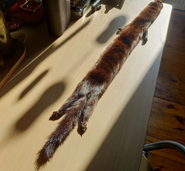Futerko z norki , zadbane, błyszczące . Długość 70 cm , szerokość 6,5