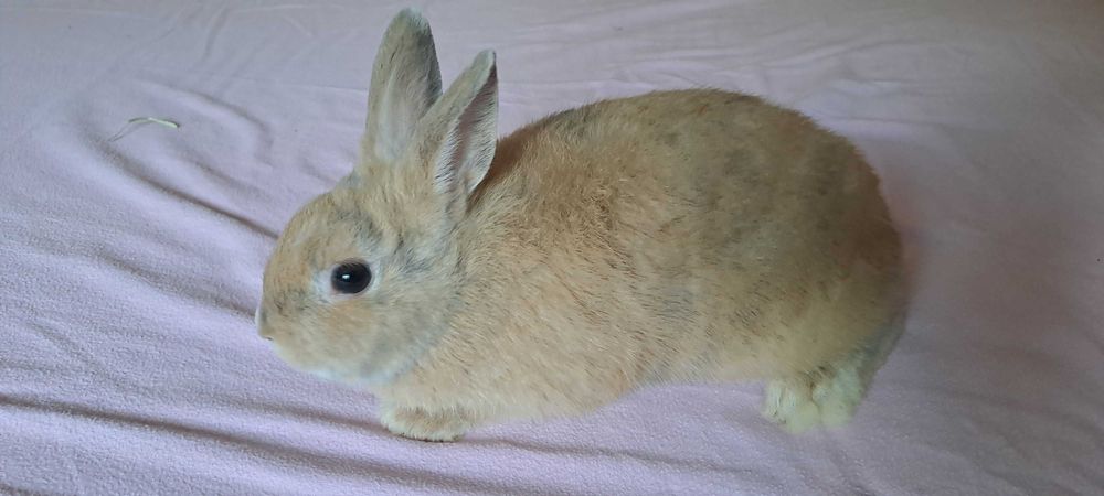 Coelhos Toy Holandês