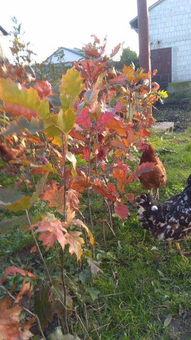 Sprzedam sadzonki dębu czerwonego