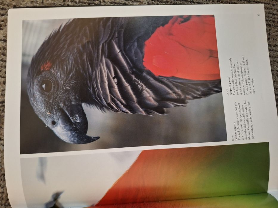 Książka Tropical Birds
