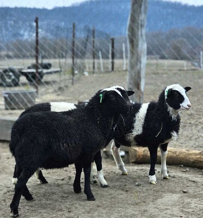 Чистокровний Дорпер, кроси. Барани, ярки, вівці. На росплід, на м'ясо.
