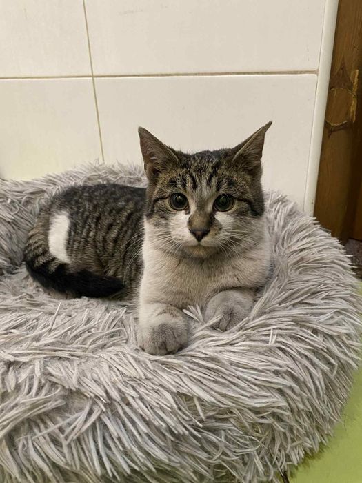 Mały kocurek szuka domu