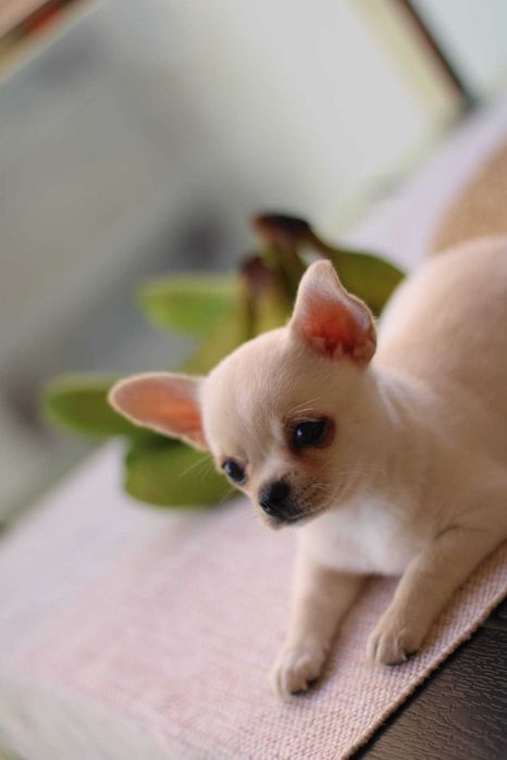 chihuahua mini toy, fêmea cor branca