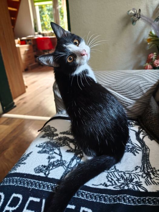 Dwa kocurki do adopcji
